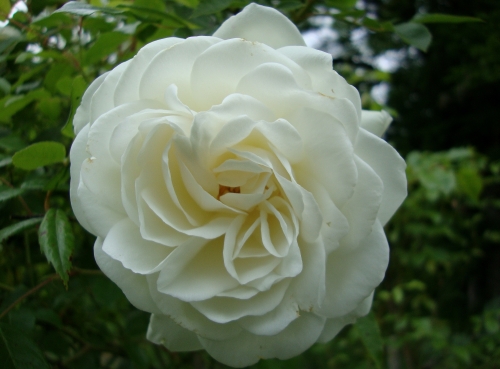 DSC06424.JPG