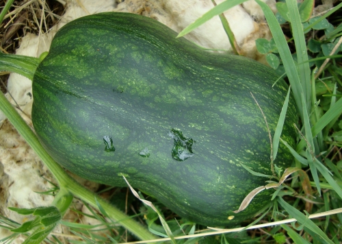 courges musquées honeysweet (3).JPG