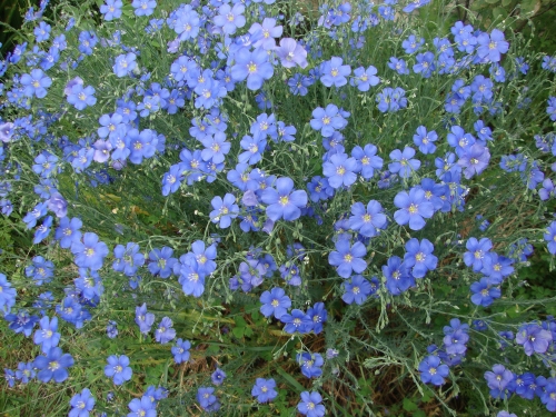 Lin bleu 2026 04 26.JPG