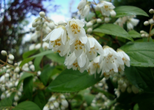 DSC09054.JPG