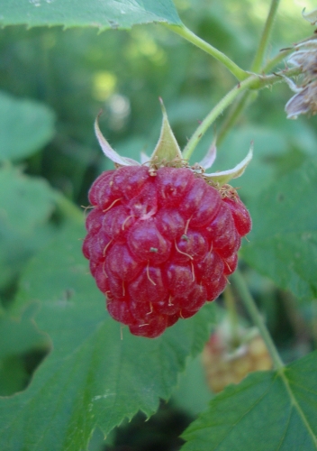 2026 06 6 Framboise.JPG