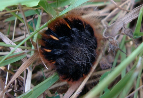 Bombyx de la ronce Macrothylacia rubi 2026 07 16 (2).JPG