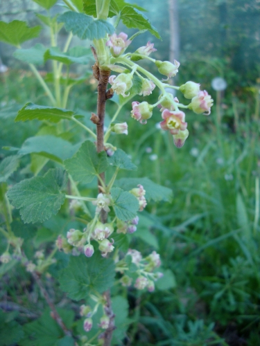 2026 04 9 Cassissier.JPG