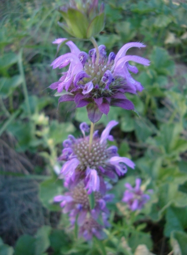 DSC00214.JPG