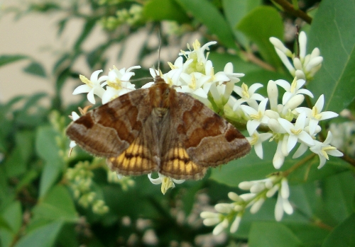 Doublure jaune (Euclidia glyphica).JPG