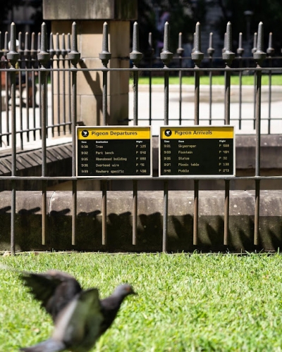 Miguel Pederson alias Miguel Marquez Outside-Pigeon+Arrivals+and+Departures.jpg