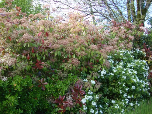 2026 04 13 la belle haie (1).JPG