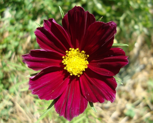 cosmos (2).JPG