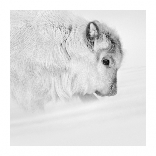 Patrick Ems_série Artic Silence 8 Svalbard.jpg