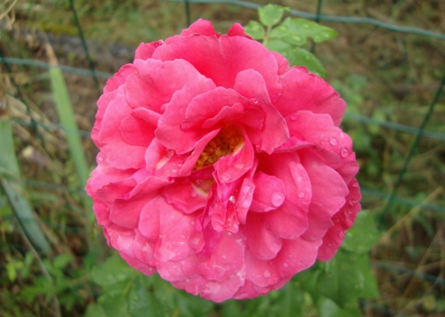 DSC07134.JPG