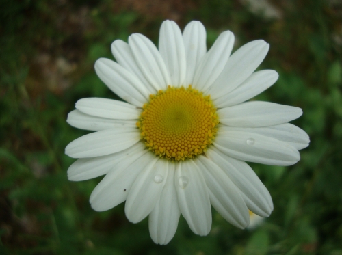 Grande marguerite Leucanthemum vulgare 2026 04 30 comestible jardin.JPG