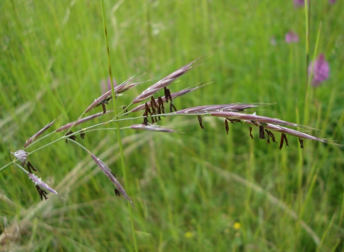 Brome érigé Bromus erectus 2026 05 23 (1).JPG