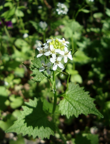 Alliaire 2026 04 6.JPG