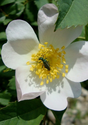 œdémère noble sur rose chien.JPG