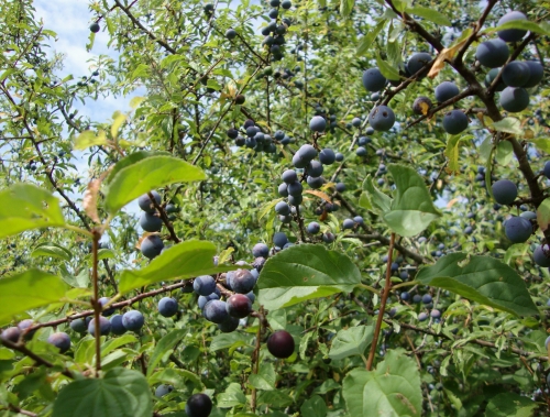 prunelles (2).JPG