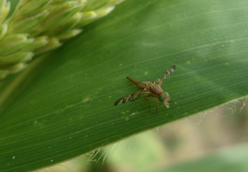 Orellia falcata.JPG