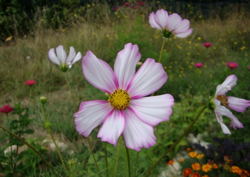 DSC07323.JPG