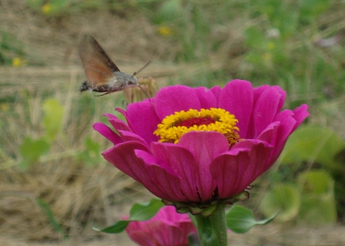 DSC07336.JPG