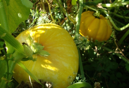 DSC00336.JPG