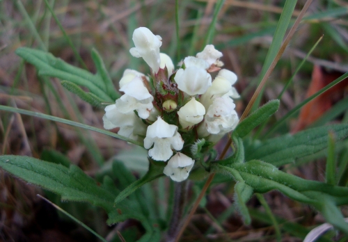 Brunelle laciniée ou Brunelle blanche Prunella laciniata 2026 06 2 jardin.jpg
