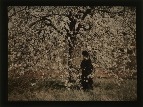 Julien Gérardin Femme en noir sous un arbres en fleurs 21 avril 1905.jpg