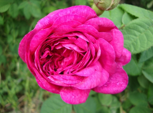 DSC08833.JPG