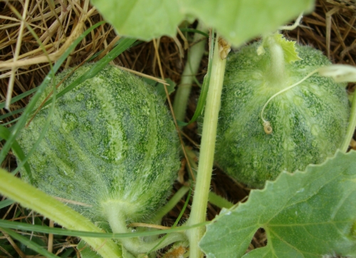 Melons jumeaux.JPG