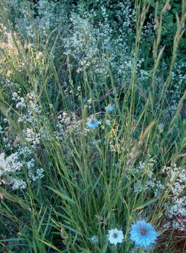 2026 05 22 Bouquet.JPG