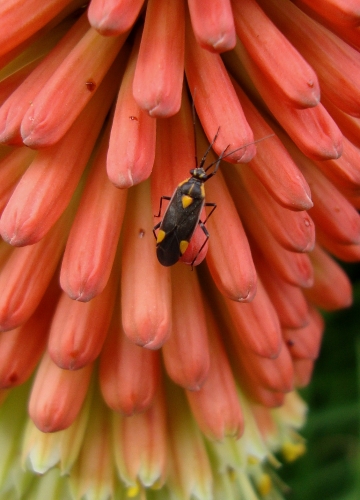 Capsode à marge jaune Capsodes flavomarginatus 2026 05 9.jpg