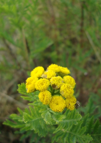 DSC00059.JPG