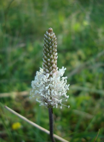 Plantain moyen plantago media 2026 05 26.JPG