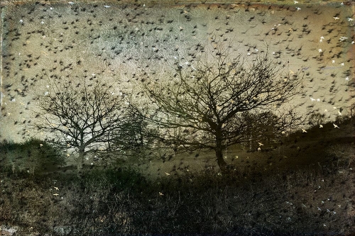 Jo Stephen Oak-trees-and-Starlings.jpg