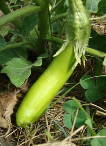 Aubergine thaï long green (2).JPG