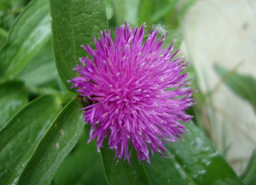DSC09000.JPG
