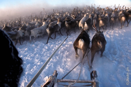 Justin-Jin-A Nenets herder rounds up his reindeers. The meat is sold to sausage factories and the horns to China for use as aphrodisiacs..jpg