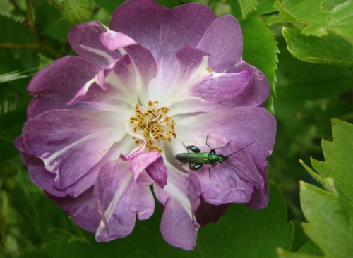 œdémère noble oedemera nobilis 2026 05 9.JPG