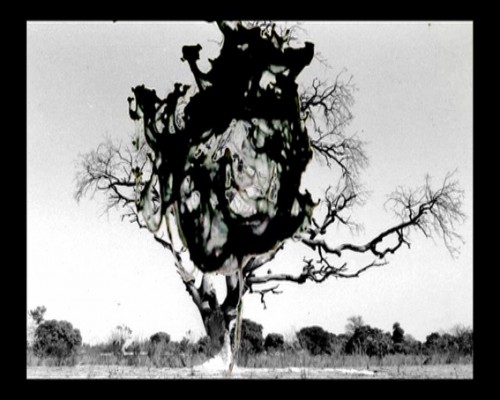 charley case atomic tree.jpg