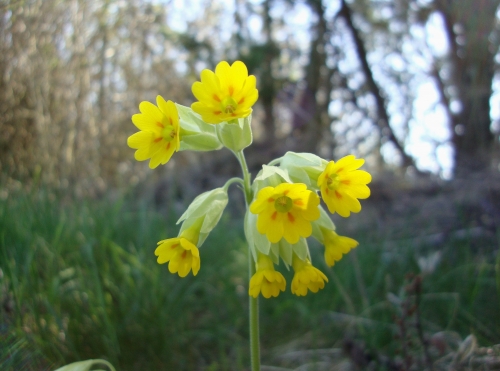 Coucous 2026 03 19.JPG