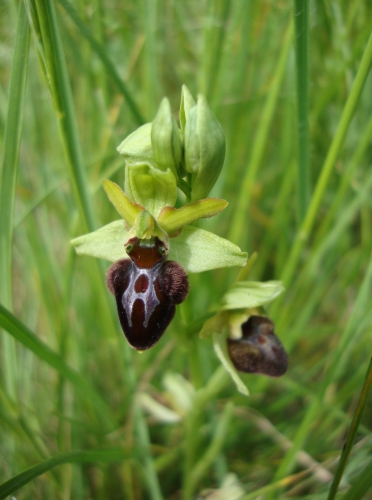 Ophrys araignée.JPG