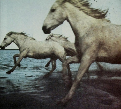 Kate Reddick - Horses - 1976.jpg