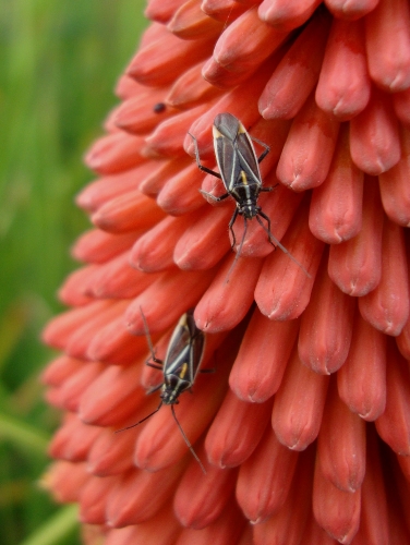 Horistus orientalis 2026 05 9.jpg