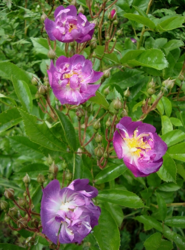 Rosier grimpant ancien Veilchenblau créé en 1909 2026 05 4.JPG