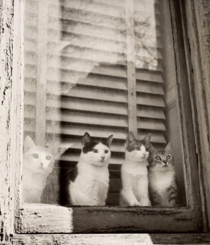 Vivian Maier Cats in Window, 1955.png