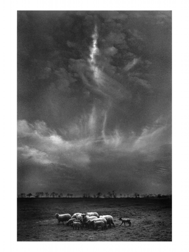 Harold Feinstein Sheep_Under_Clouds_1957.jpg