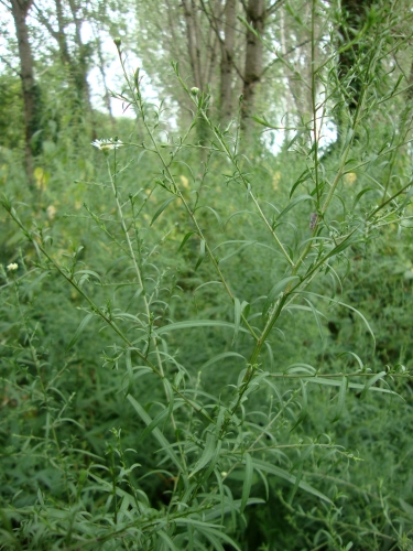 Aster à feuilles lancéolées Aster lanceolatus 2026 08 4 bord de Dordogne médicinale amérindienne, fièvre (2).JPG