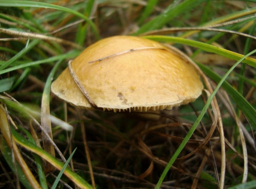 DSC00781.JPG