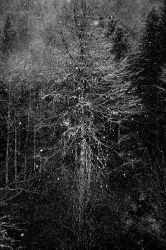 Bruno Blais L'habit de lumière.jpg