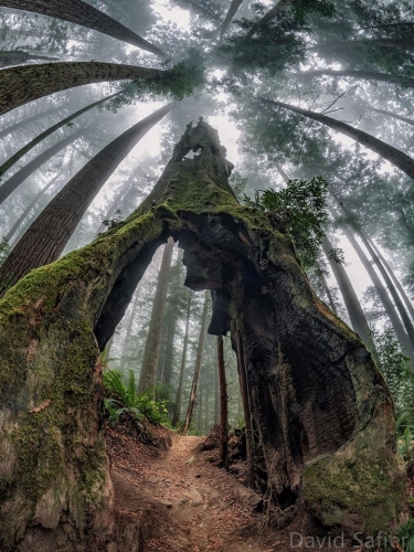 David Safier Redwood Park Arcata Californie.jpg