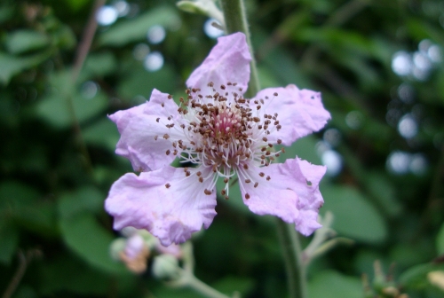 2026 06 2 Mûrier roncier fleur.JPG
