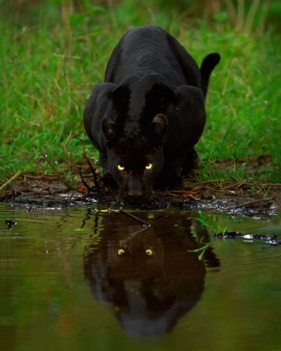 Mithun H - saaya-panthere-noire-940x1175.jpg